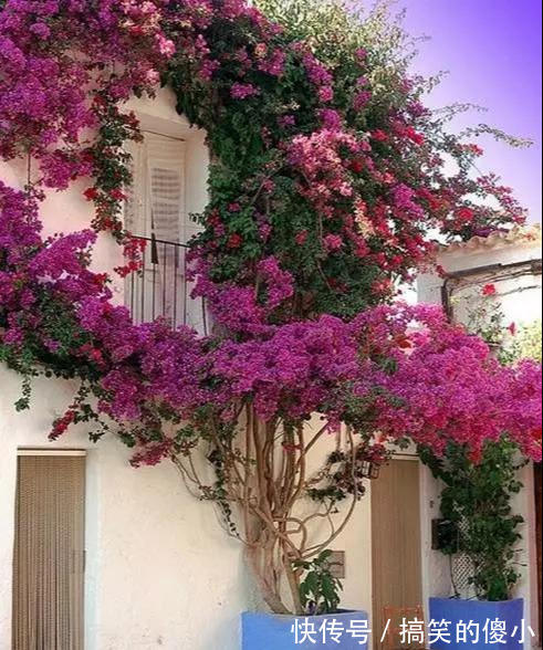 4种花专挑秋天爆盆，养一盆连续爆花3个月，花多花美