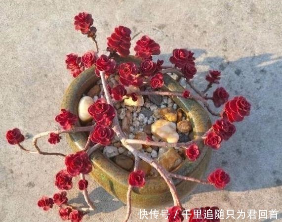 阳台养多肉选它们,好看好养易爆盆,分分钟变成一片''花海''