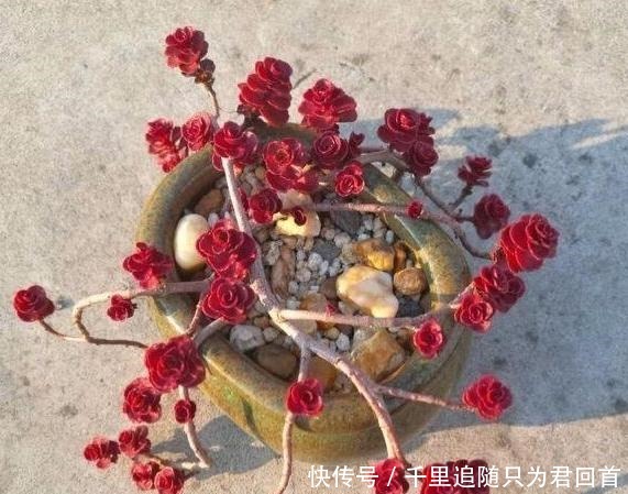 阳台养多肉选它们，好看好养易爆盆，分分钟变成一片''花海''