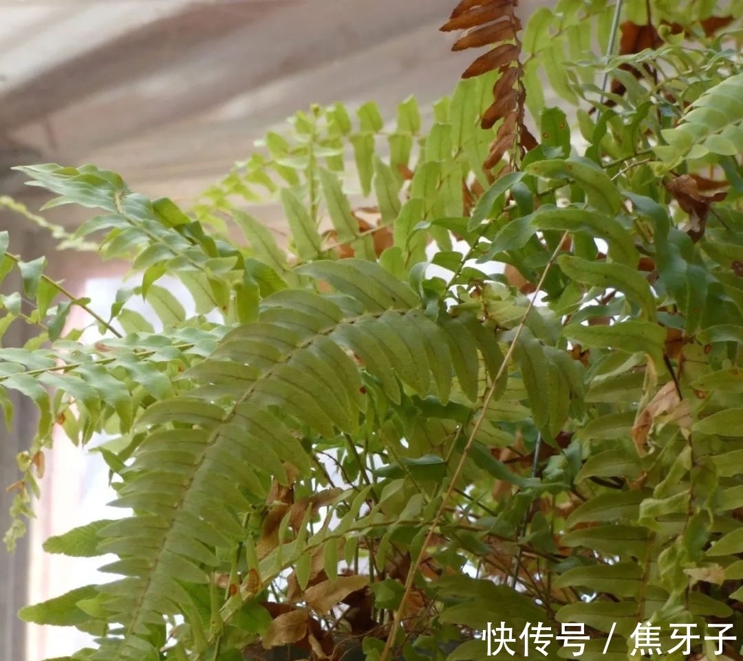观赏蕨类植物叶子发黄的6大原因,黄叶的症状和解决方法