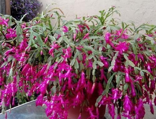 将此4点落实到位,盆栽蟹爪兰,将年年一茬又一茬地开花