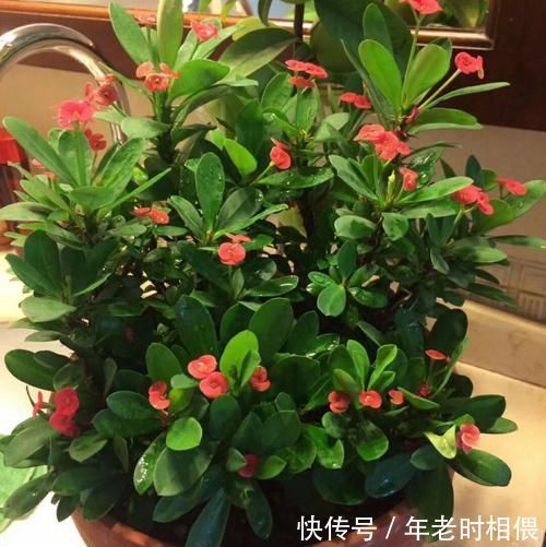 花卉|5种漂亮花,阳台养一盆,四季有花赏,新手也会养!