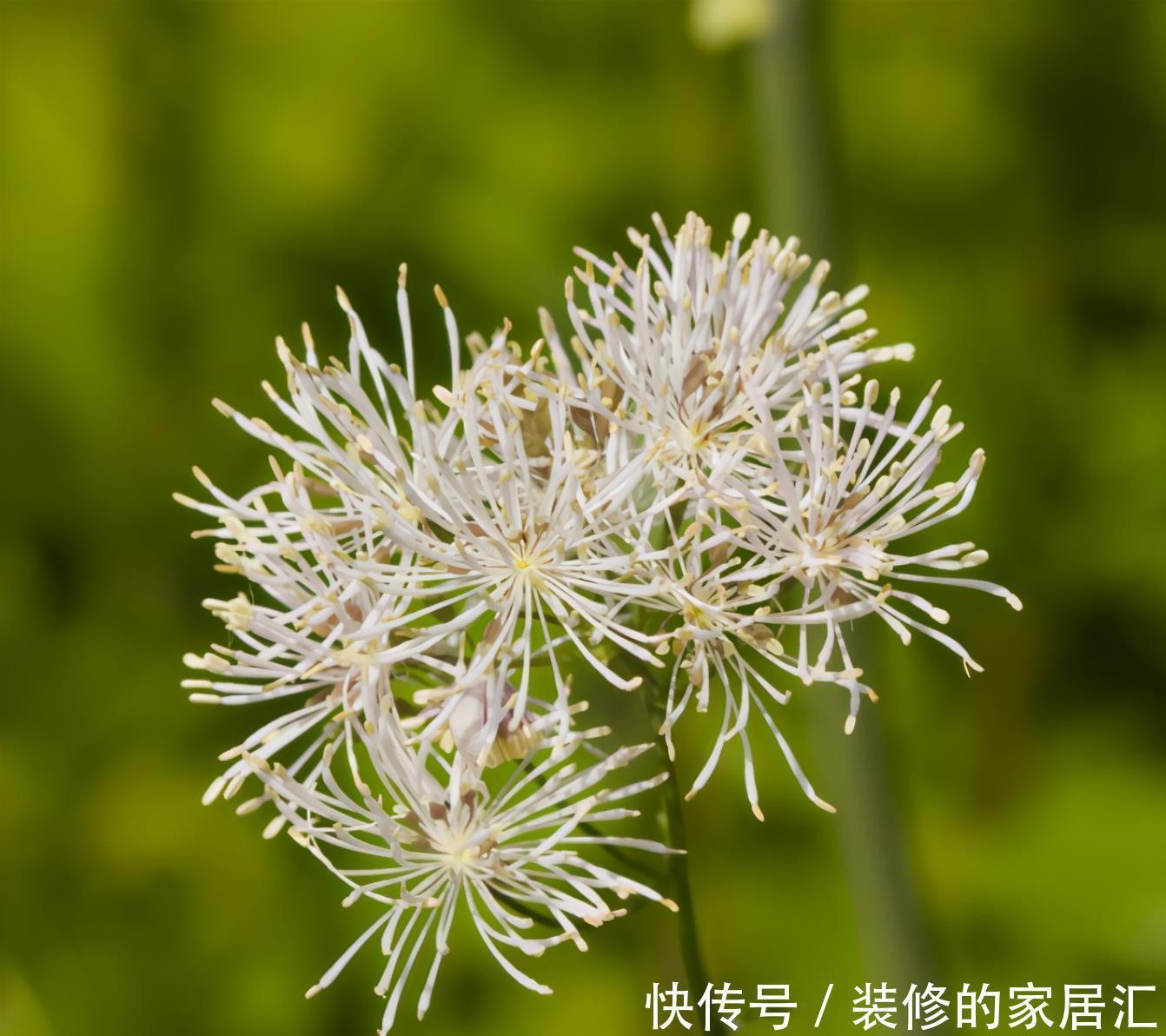 要养|这6种喜阳的花,可以说是给点阳光就灿烂系列,一定要养两盆哦