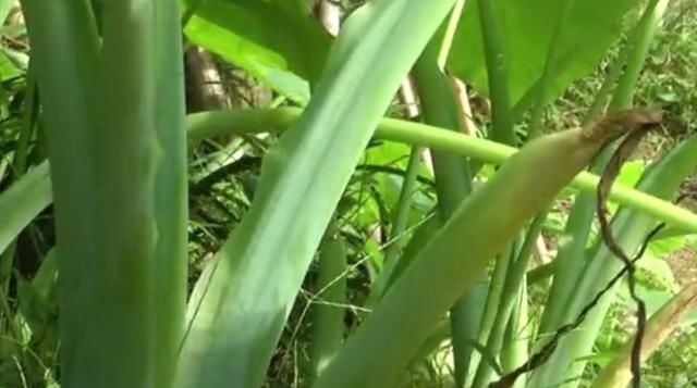 芋禾|农村地区的这种野菜，很多人以为都不能吃，其实清炒出来特别美味