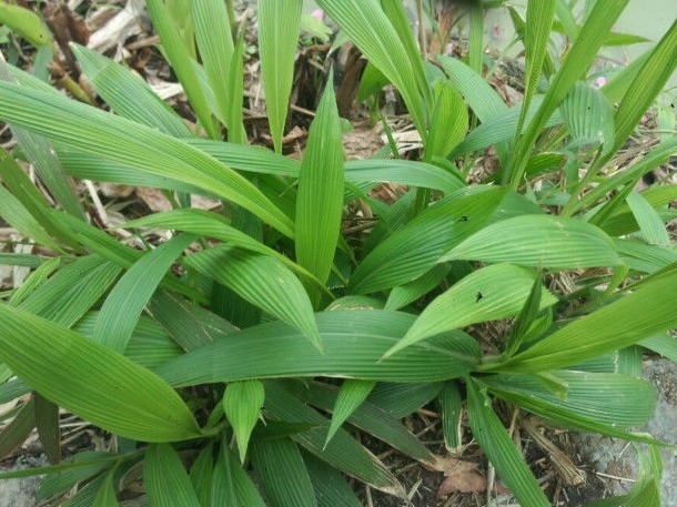 更上一层楼|十个人九个腰痛，用以下野草泡水喝，肾好腰不痛了，湿气一扫而光
