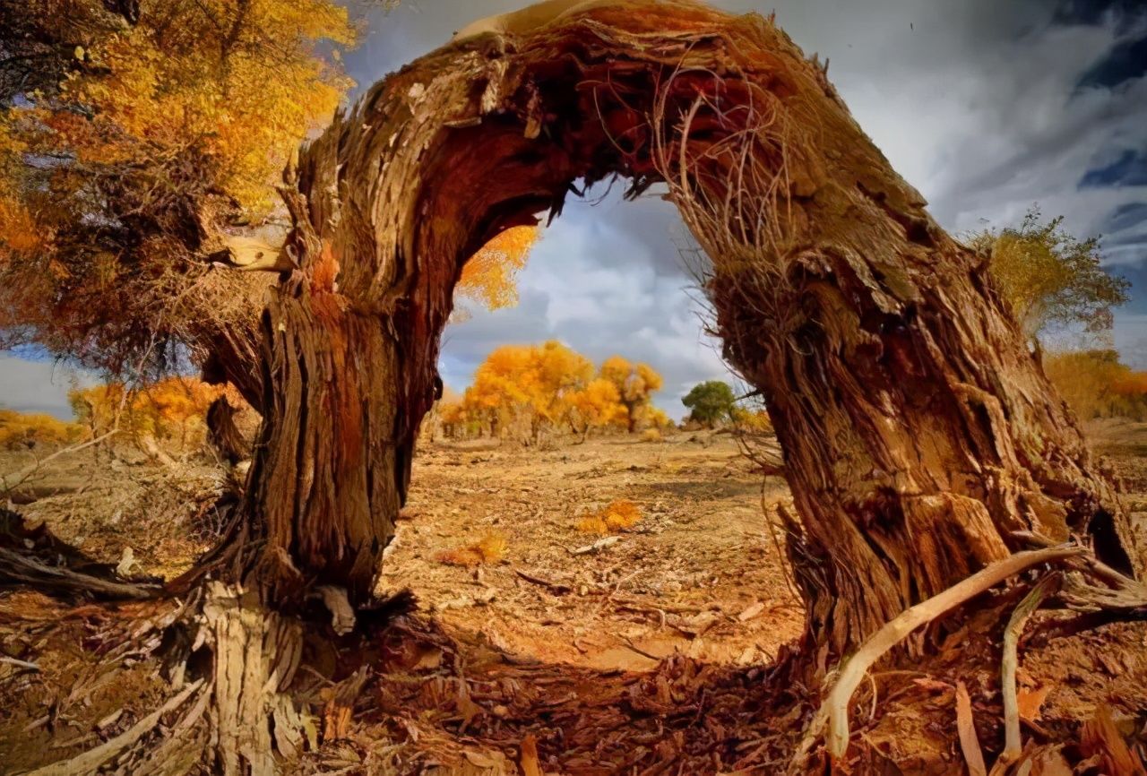  胡杨|原创诗朗诵：胡杨礼赞