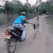 |搞笑GIF:姑娘长点心吧 对面住的可都是单身汉啊