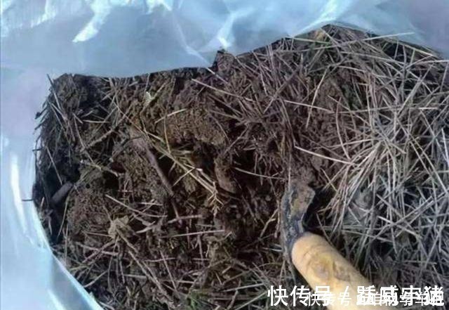 发酵|松针土养花,提前做好这几步,疏松透气,养分充足!