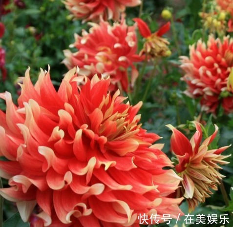 养花就养“绝美”的，花卉品种繁多，花朵硕大花色浓艳，美翻了