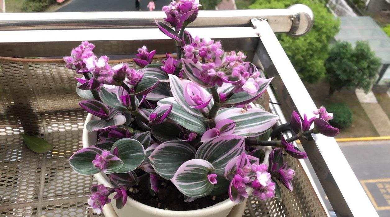 阳台上|4种可爱的吊兰,有的开花有的四季常绿,养阳台上很皮实很美丽