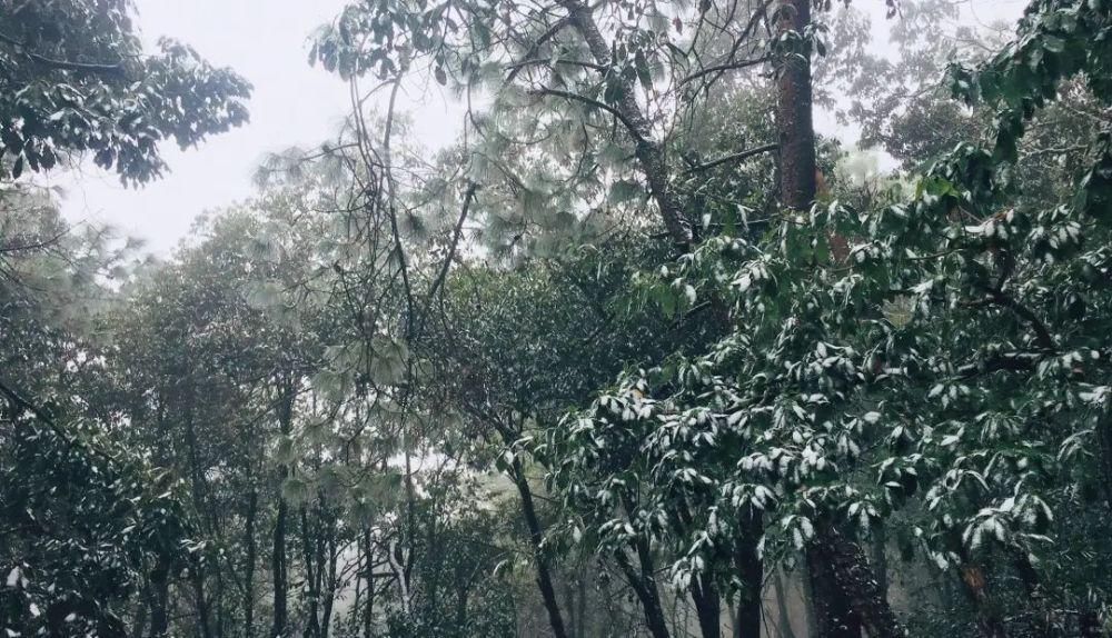 情结|云海与雪景、雾凇齐聚,惊艳了鸡足山的冬天!