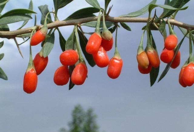 女贞子|有一味不被重视的中药，补肝肾还明目生乌发，与枸杞比哪个好