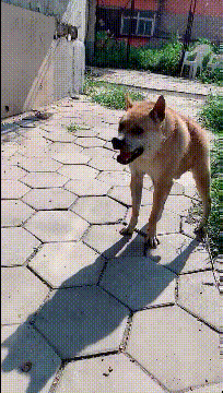 |搞笑GIF段子:美女,开拖拉机这都不是事,档位一挂手刹一松麻利麻利的走