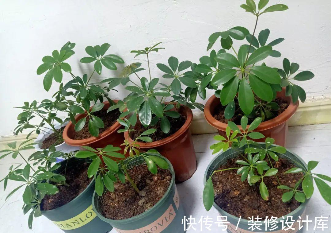 花友|7种花，现在要砍头，冲天炮变成爆炸头