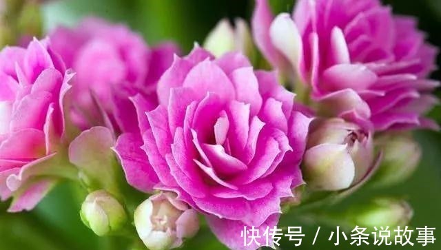 粉红色|旺自己,旺夫,旺婆家的4大生肖女,越老越有魅力,天生凤凰命