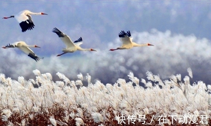 芦花@芦苇摇浪花，昼若飘絮夜似雪海醉了词人诗家，有欢欣也有愁情天涯