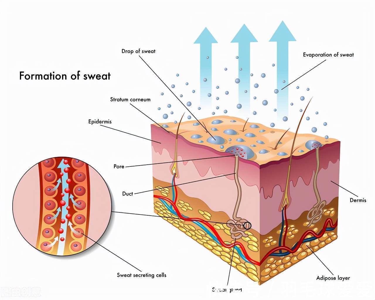 角质层 不了解皮肤,还怎么好好护肤呢?