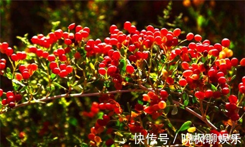 辣椒辣椒|女性过了30岁,可以多吃4种食物,疏通血管,预防子宫早衰