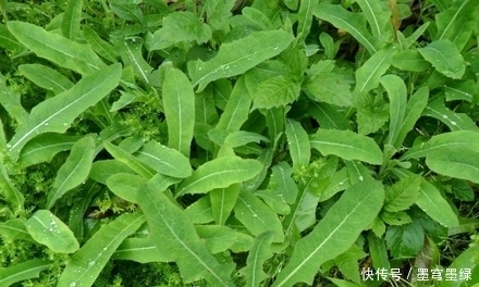 胡萝卜素|农村水沟里的它,是女人祛斑圣品,还治盆腔炎,可惜很少人知道!