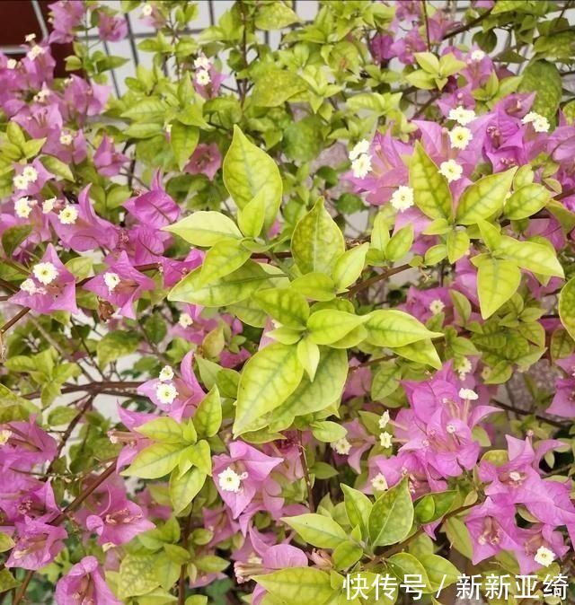 3种花都是“酸水”喂大的，每月浇点醋，黄叶消失，花满枝