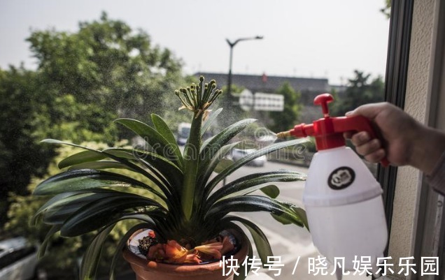 人养花,花养人,6种花越养越健康,养人又旺财