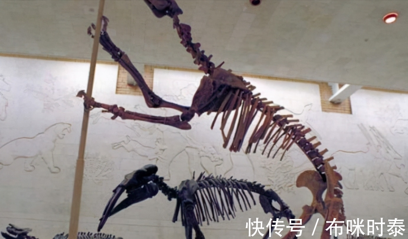 村民&已灭绝50万年的“驴头狼”,今又屡次现身神农架,这在警示什么