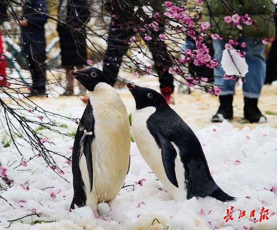 赏梅|瑞雪兆新春，梅香醉游人