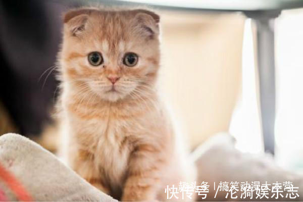 |搞笑幽默我老婆出差回来,喊道你怎么把别的女人带回家里来