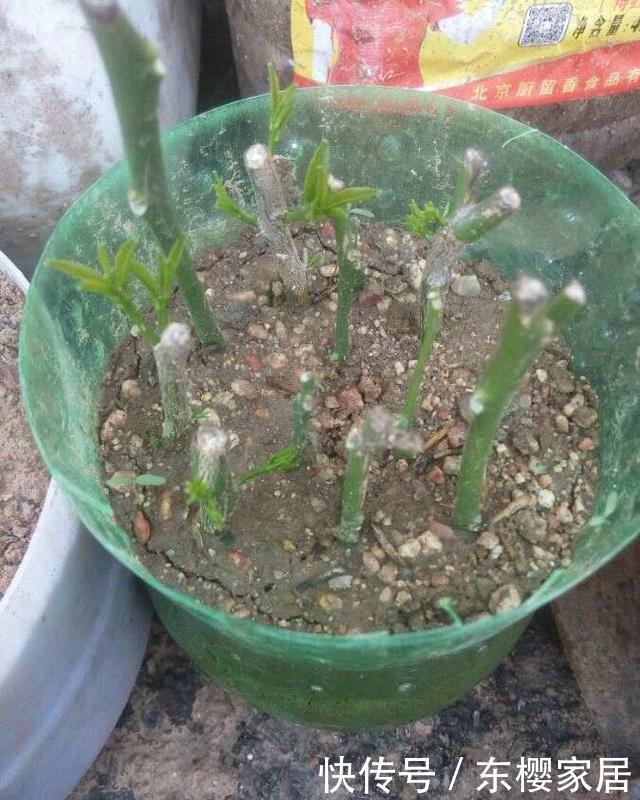 排毒|一个柠檬籽,丢进花盆,结出满盆的柠檬,排毒又减肥