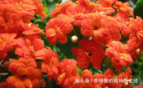 过了休眠期的长寿花不开花怎么办“小黑屋”伺候,乖乖花开爆盆