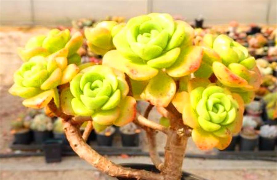 香香的百合茉莉都是这么养的，颜色美香气浓，人称多肉香水之王