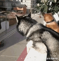 |搞笑GIF:对不起了兄弟 我真不是故意的