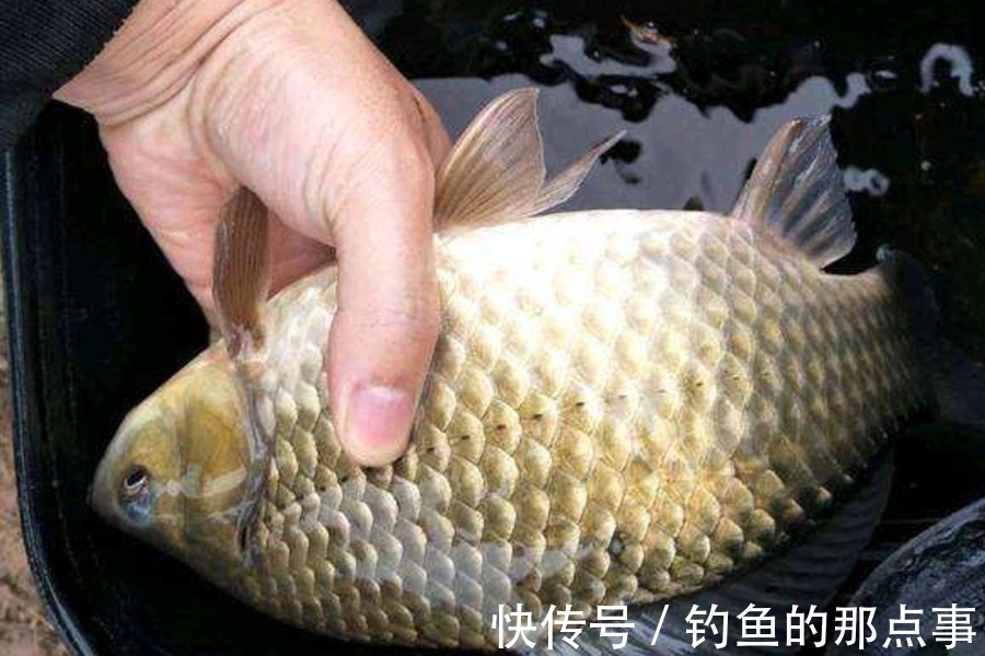 冬天太冷，鱼获总不尽人意，试用这3招，竿竿中鱼不停歇，特过瘾