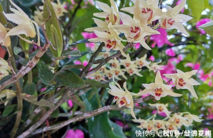 4种花别用土养,一浇水就烂根,最后1种很神奇,倒挂空中也开花