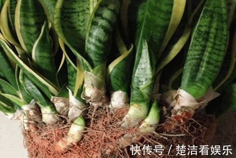 立秋养“虎皮兰”,2周浇一次“黑水水”,就像打激素,蹭蹭冒芽