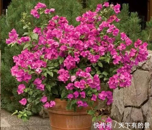 扦插|扦插三角梅,了解掌握几个小技巧,冬天也能生根发芽,一盆变多盆