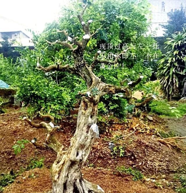 一盆九里香,阳台香飘飘,6款盆景造型玩法,哪一款受你青睐