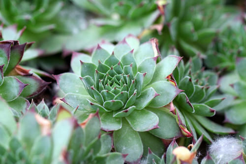 5月份养观音莲,顺着习性养,天热也可养出好状态
