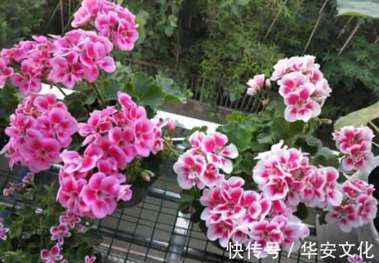 喜欢菊花,就养这几盆“菊中珍品”,似雪中莲,洁白神圣!