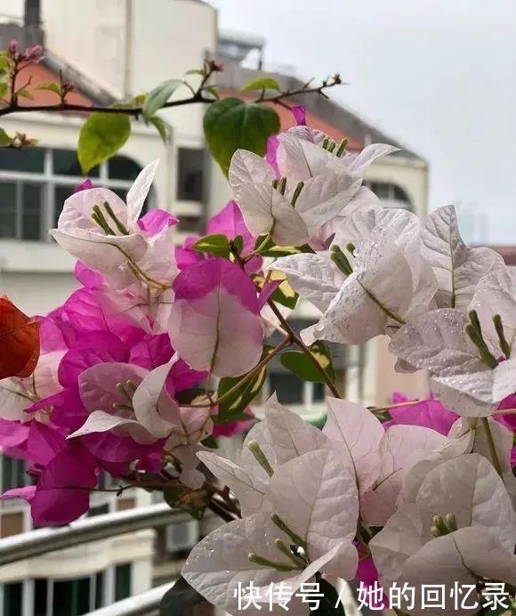 5种本木花卉,随便在家养一盆,瞬间提升档次