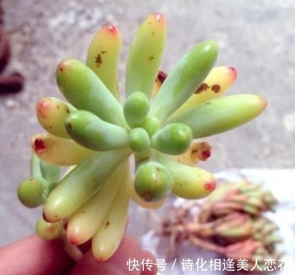 叶插|养花难不如盆栽多肉乙女心,既好看又好养,学会扦插法秒变多株