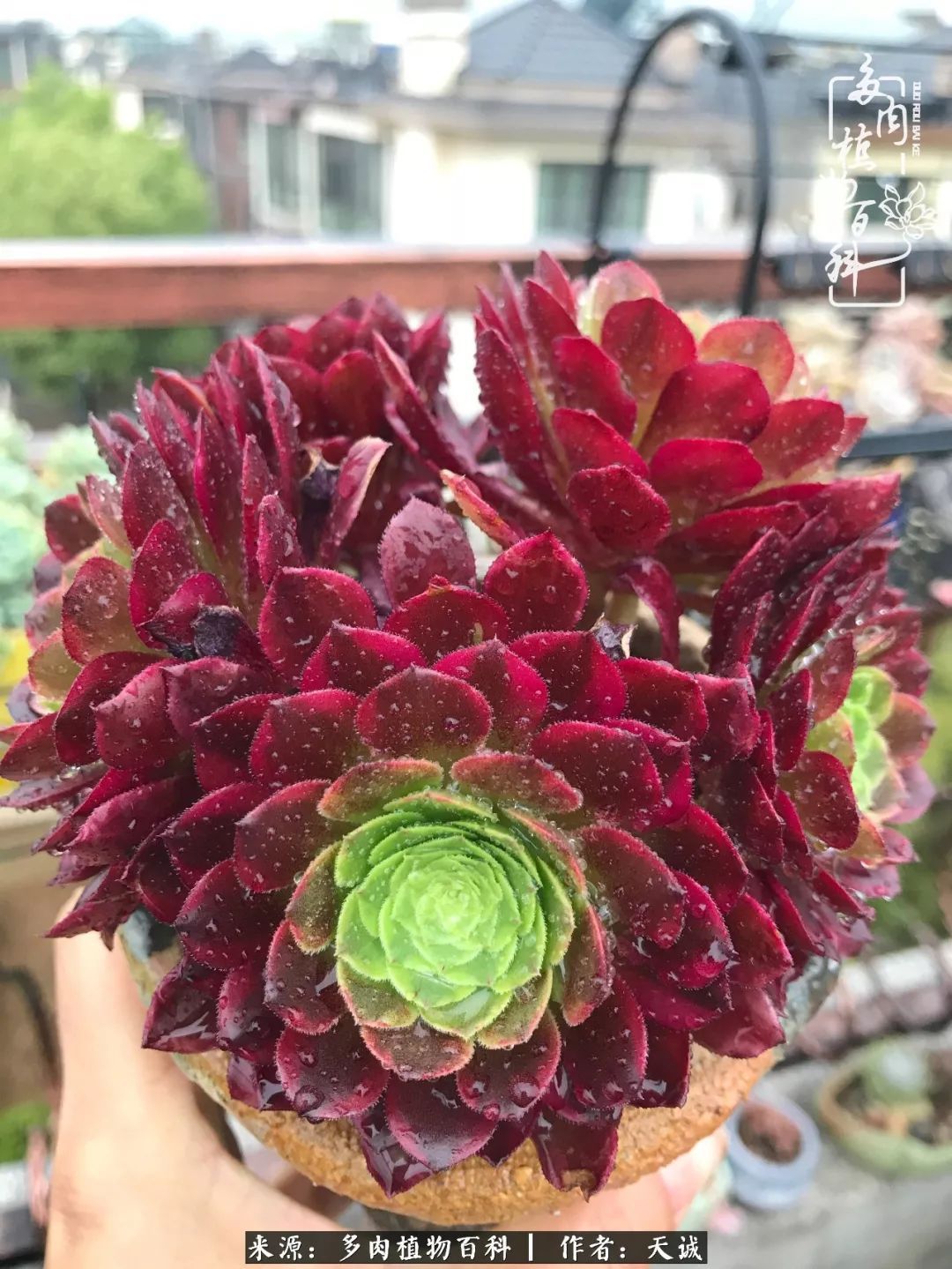 吃饱喝足,包邮区的多肉养精蓄锐准备渡劫!