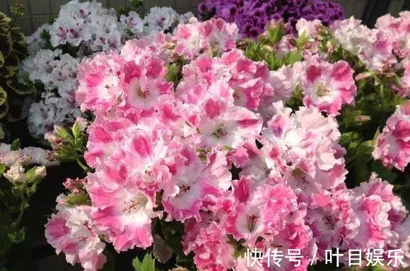 1种花太疯狂，花开300多天，剪根枝条插水里就活，当年就开花！