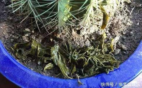 茶叶可是“好东西”,埋在盆里烂根生虫都避免,叶子亮开花多!