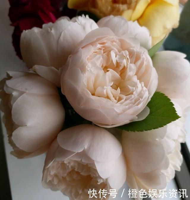 细数10种狼牙棒月季，怕刺的可绕道