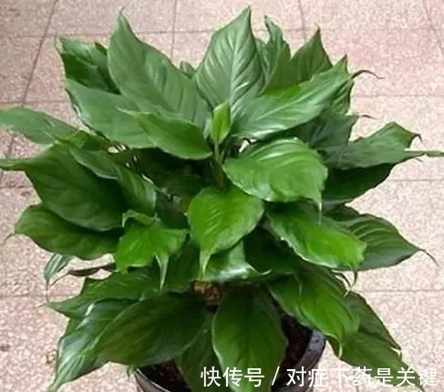 阳台上|为懒人准备的6种盆栽花卉, 一两个月忘记浇水也能活得滋润!