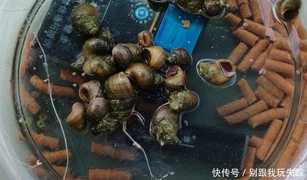 冬季钓鱼,钓鲫鱼是主流,但不是唯一选择,其实这些鱼冬季也能钓