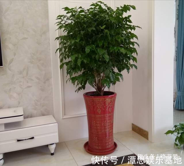 浇水|5种“旺财花”，建议客厅养一盆，净化空气，格调高雅上档次