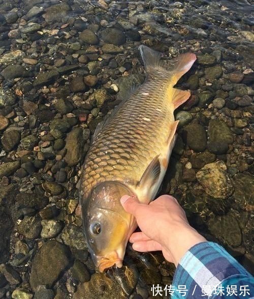 男子珠江钓起“鲤鱼王”,40斤体长超1米,应该放生吗