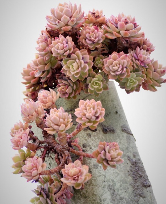 丝绸面纱可以这么美，颜色既鲜艳，又是悬挂老桩，能不羡慕吗？